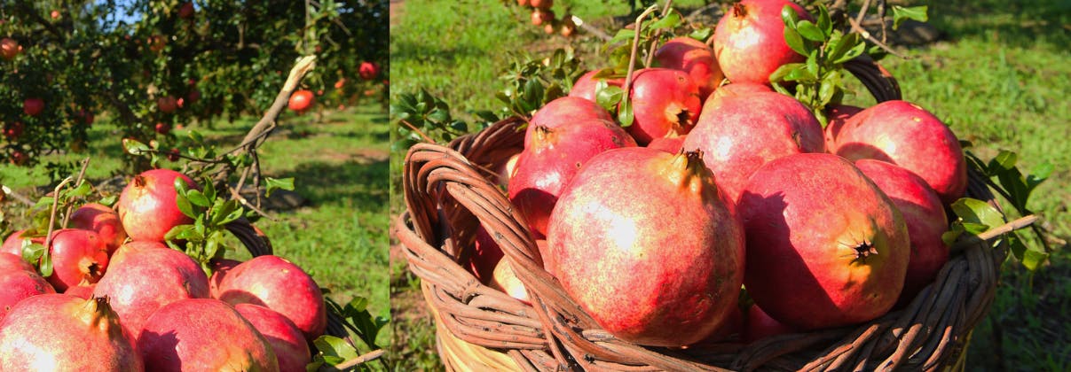 Ermioni pomegranate, organic farms